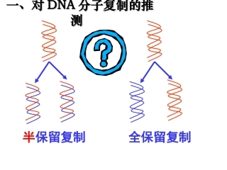 3.3《DNA的复制》课件4
