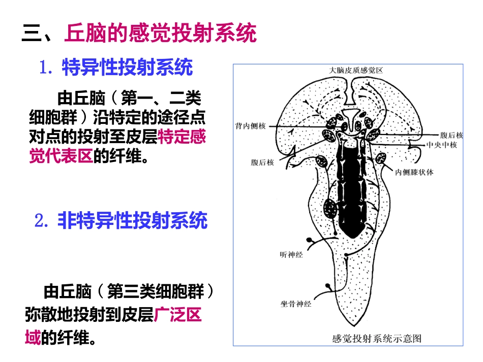 第九章  神经系统的感觉功能_第3页