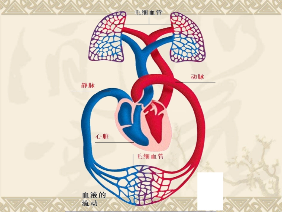 第三章1循环症状_第2页