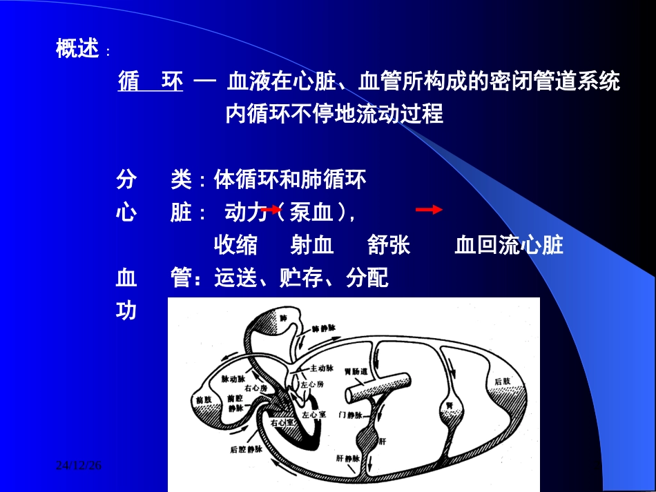 第三章   血液循环_第2页
