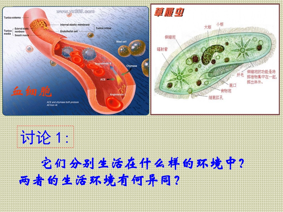 第一章第一节细胞生活的环境_第3页