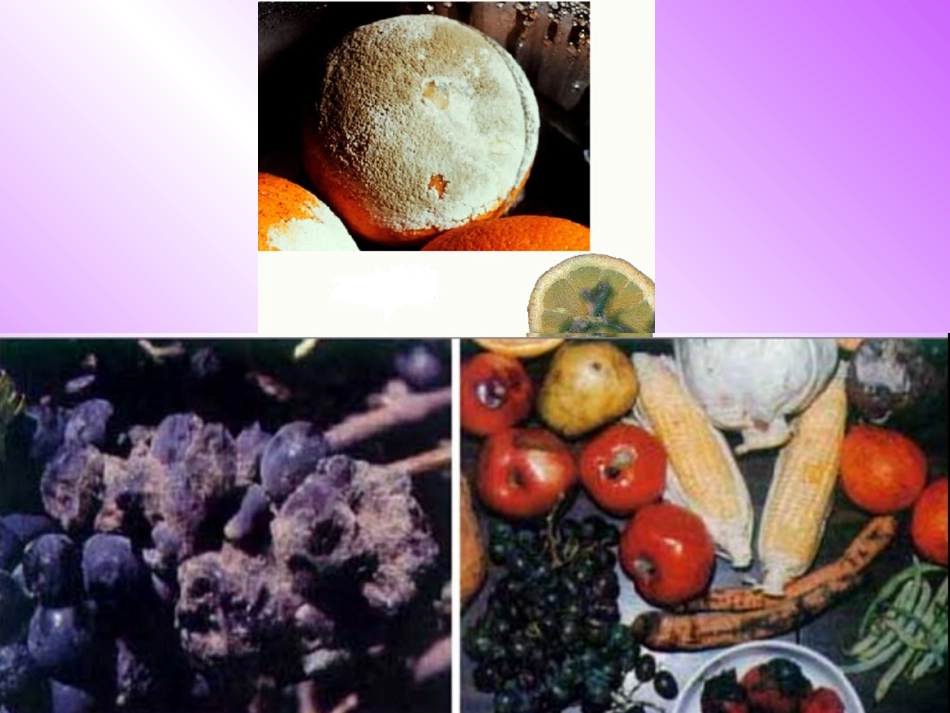 细菌和真菌的分布_第1页