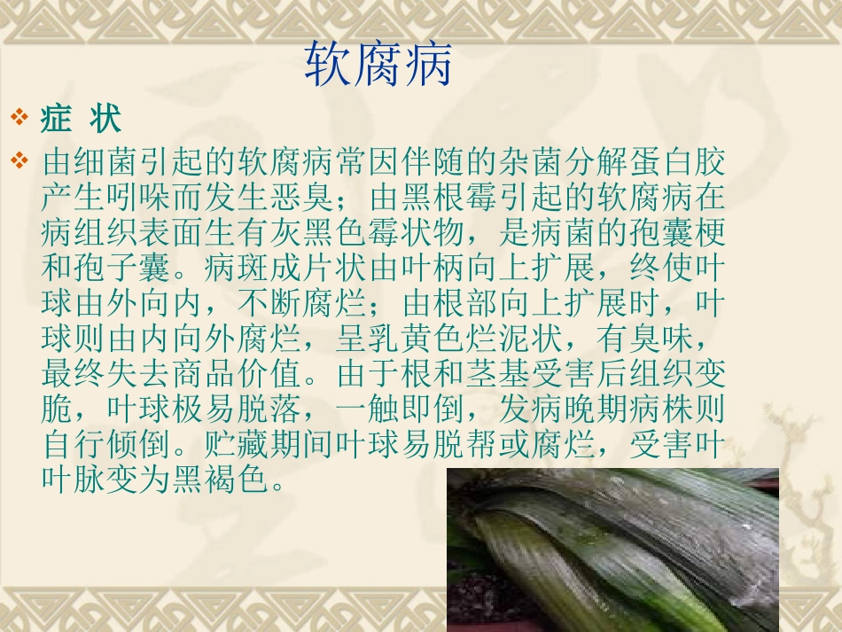 穴盘育苗常见的病害及防治_第2页