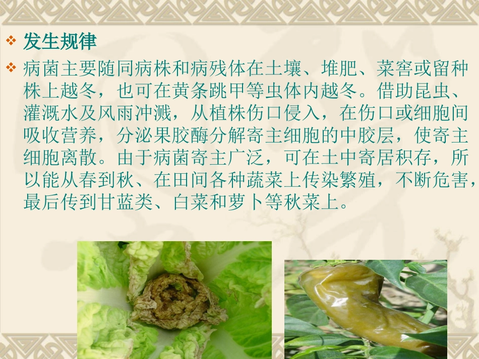 穴盘育苗常见的病害及防治_第3页