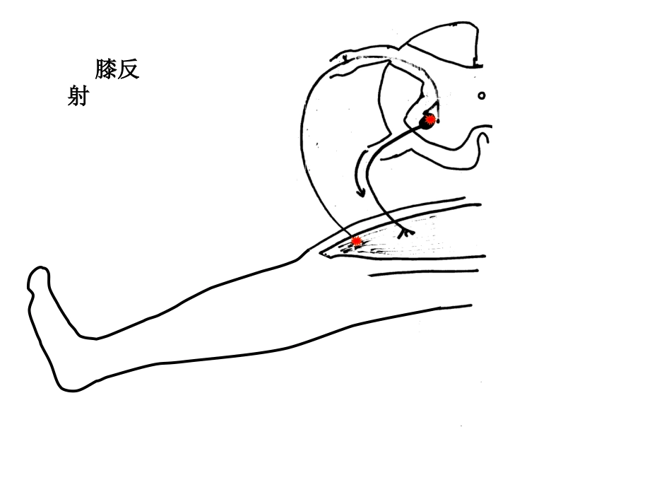 神经调节课时2_第3页