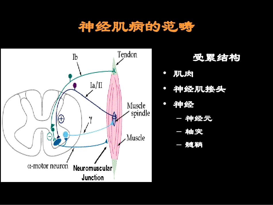 神经肌病概述ppt_第2页