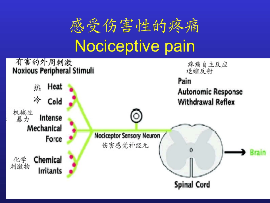 神经病性疼痛和辅助镇痛剂的意义_第3页