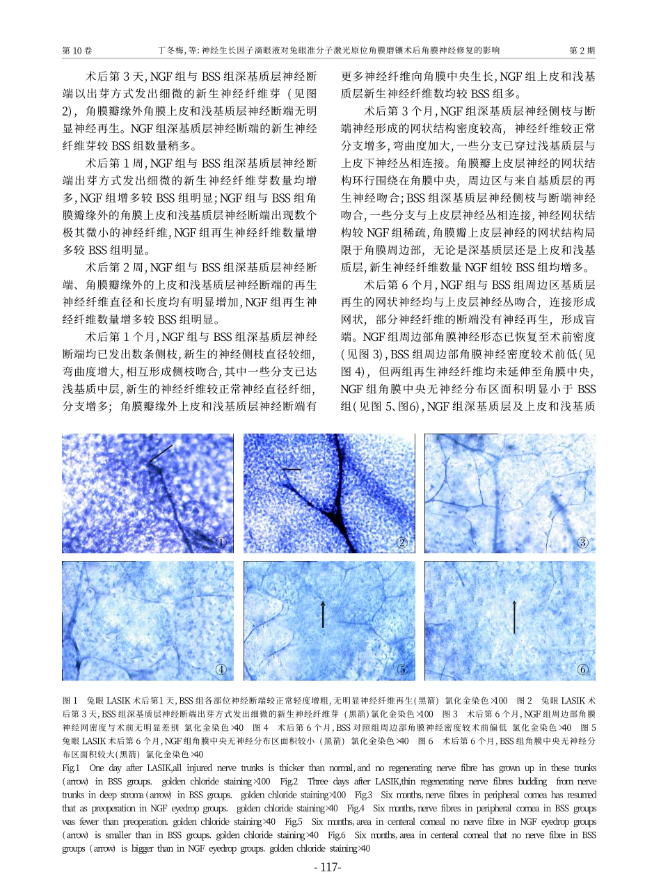 神经生长因子滴眼液对兔眼准分子激光原位角膜磨镶术后角膜神经修复的影响_第3页