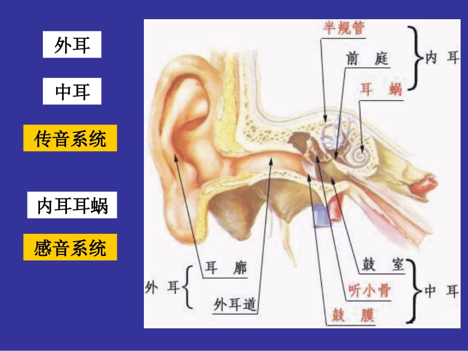 神经生物学 听觉_第2页