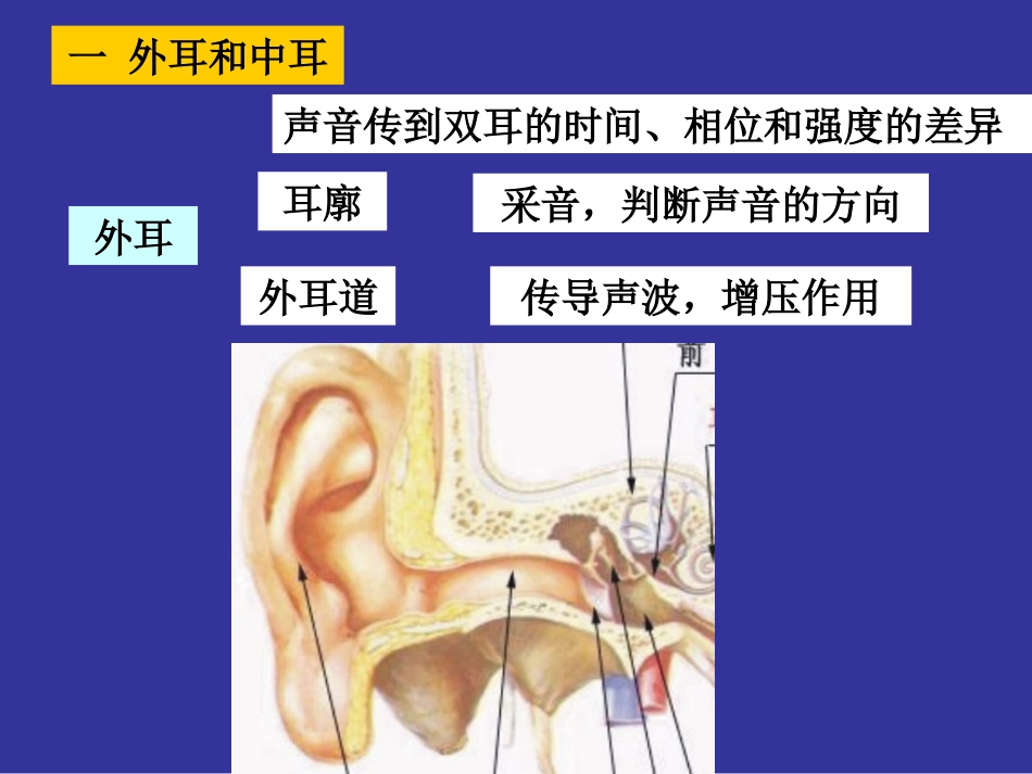 神经生物学 听觉_第3页