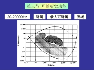 神经生物学 听觉