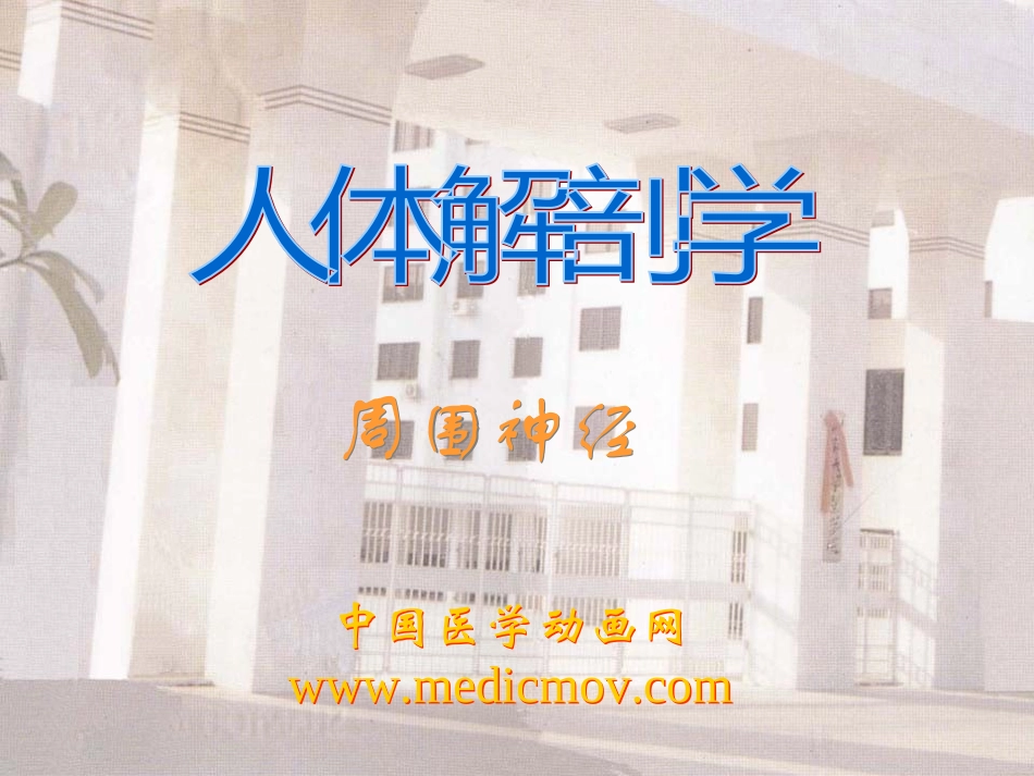 神经丛的幻灯片_第1页