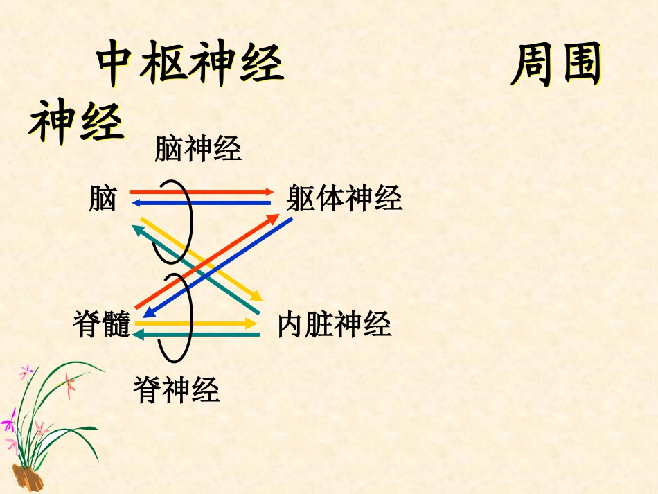 神经丛的幻灯片_第2页
