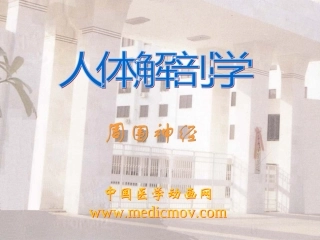 神经丛的幻灯片