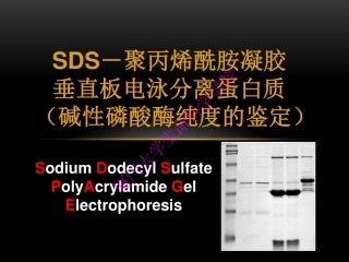 碱性磷酸酶电泳(14年)