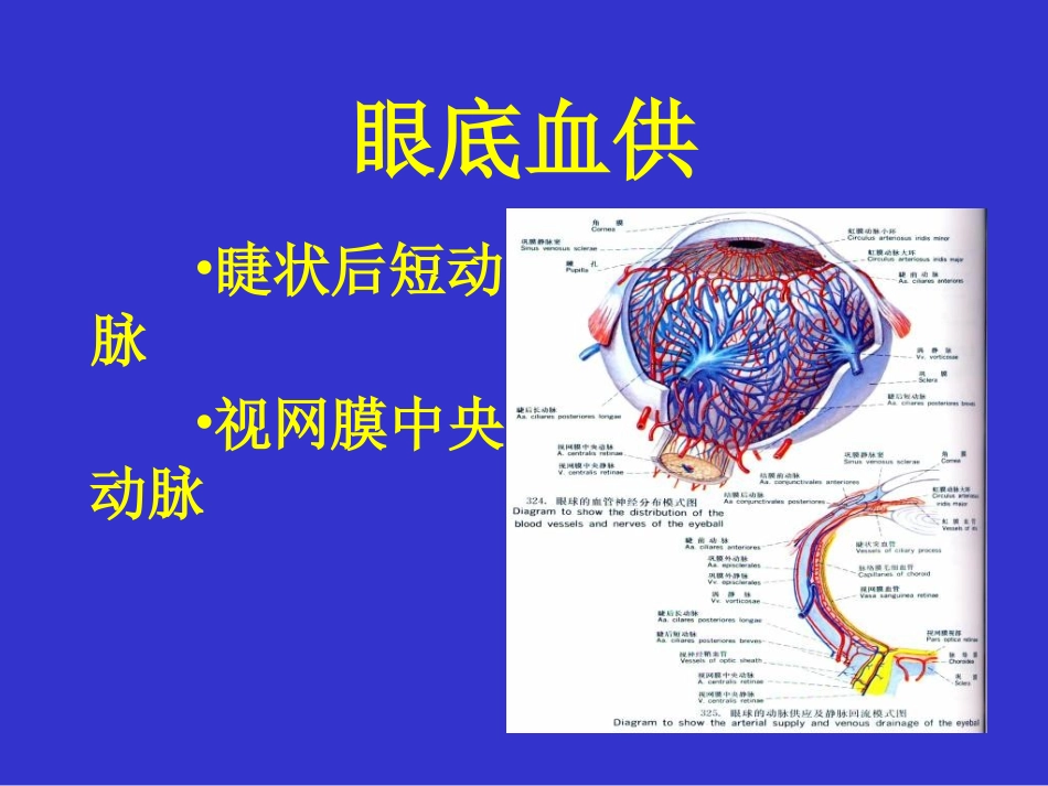 眼底血管荧光造影-PPT文档_第3页