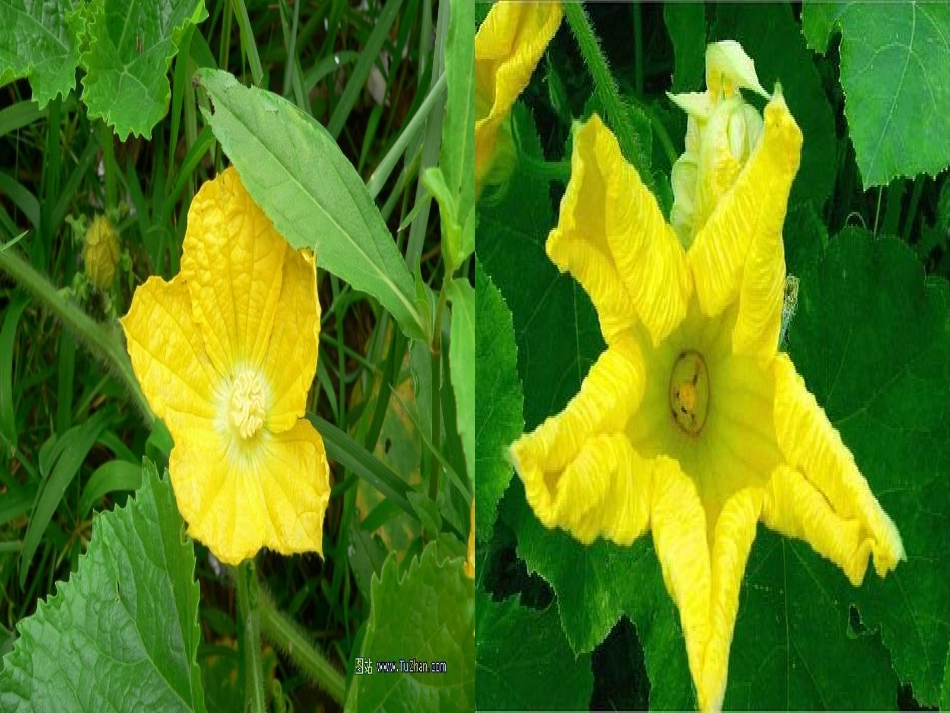 男女染色体的差别_第2页