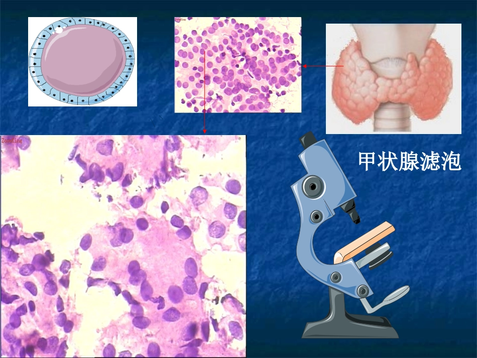 甲状腺生理基础_第2页