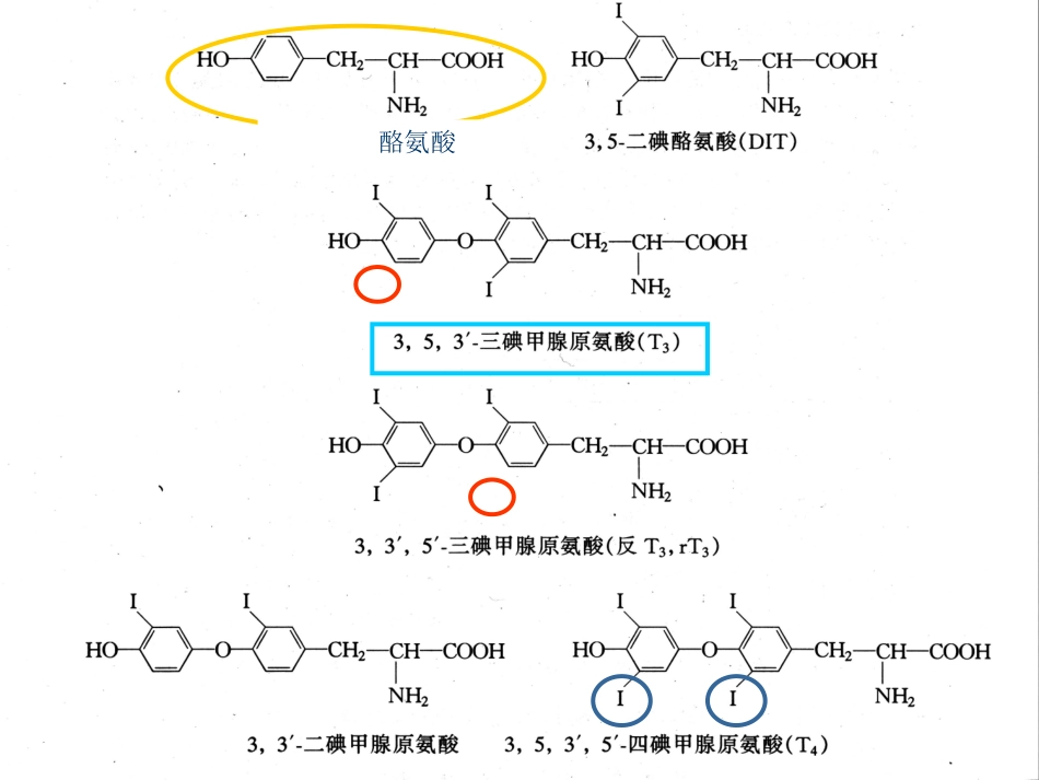 甲状腺生理基础_第3页