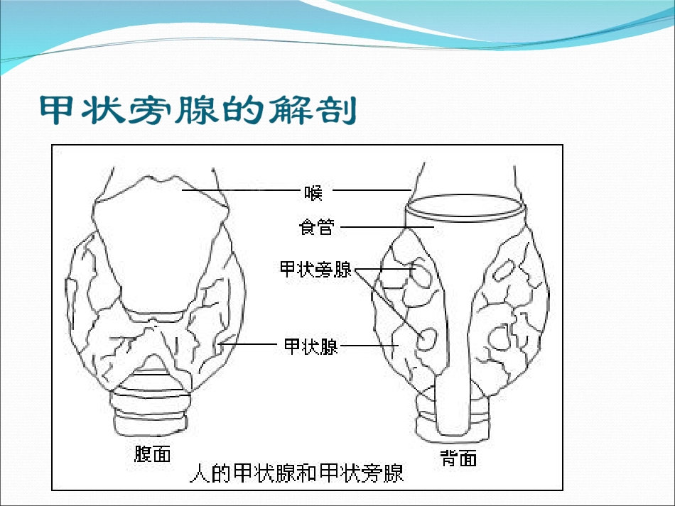 甲状旁腺功能(2)_第2页
