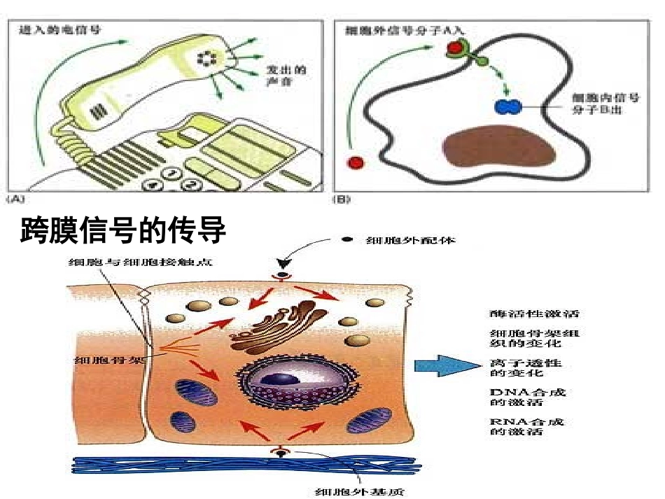 生理学课件细胞2wei_第2页