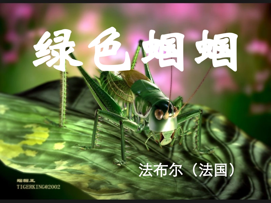18绿色蝈蝈_第2页