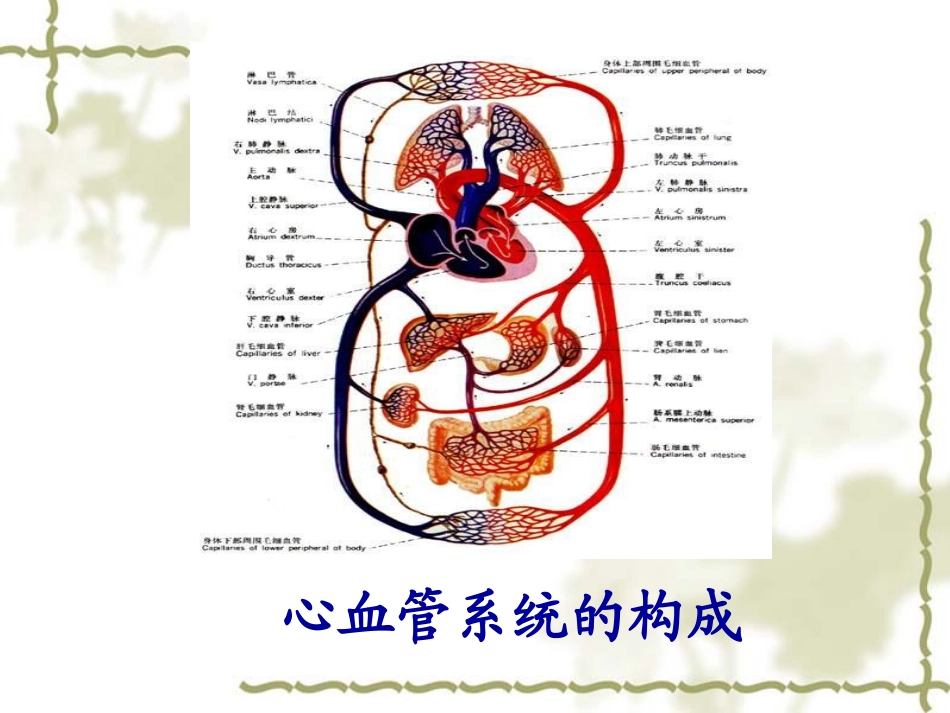 生理PPT血液循环872h_第2页