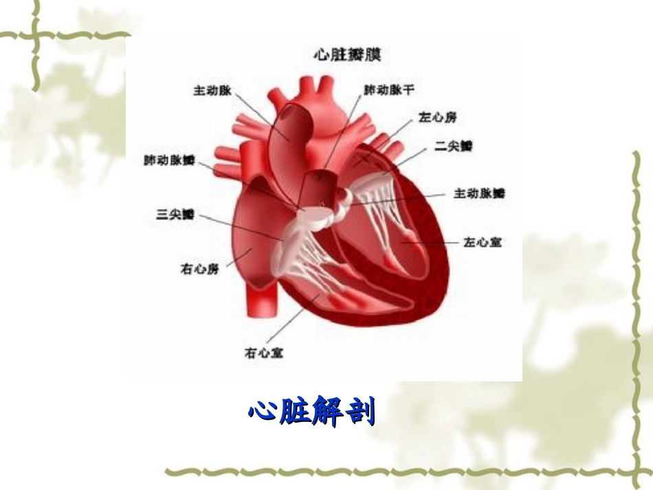 生理PPT血液循环872h_第3页