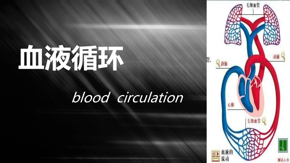生理---血液循环_第1页