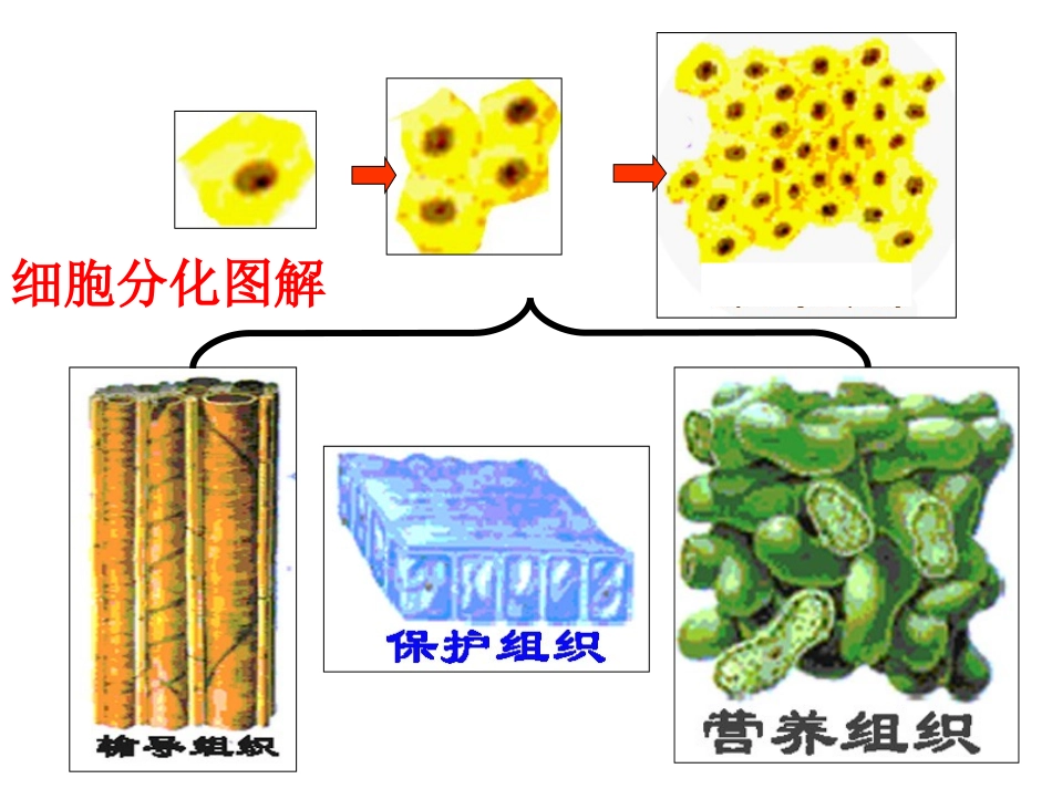 生物：细胞分化、衰老、凋亡、癌变复习课_第2页