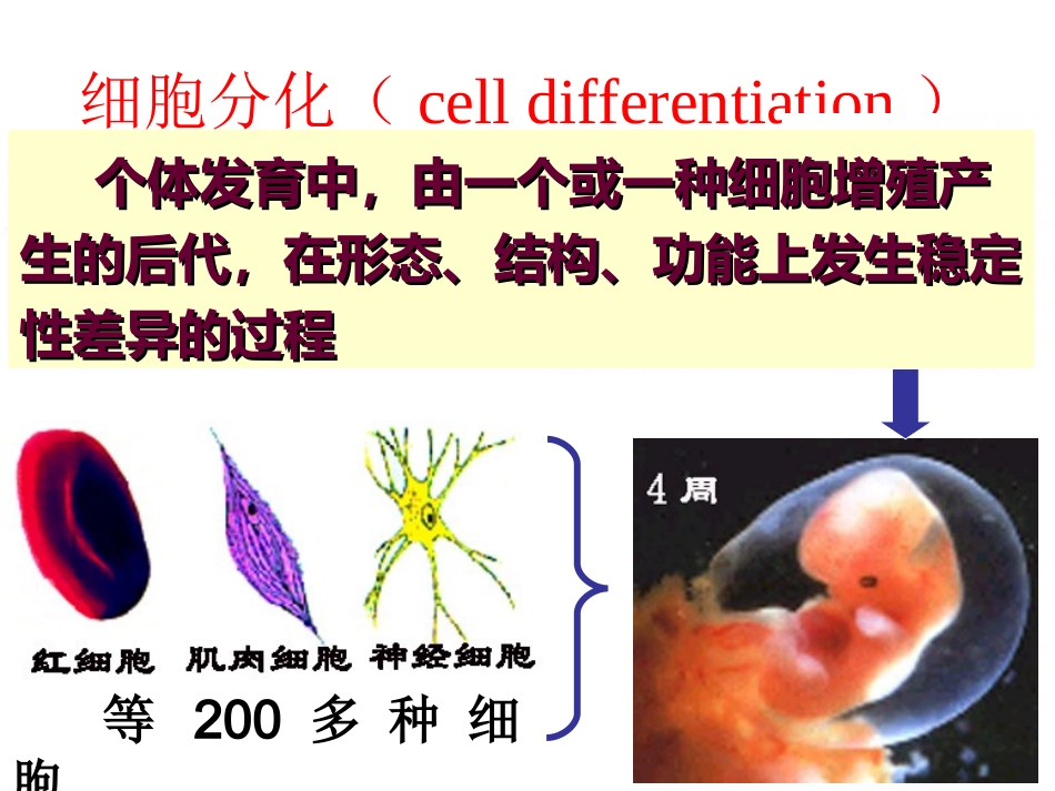 生物：细胞分化、衰老、凋亡、癌变复习课_第3页