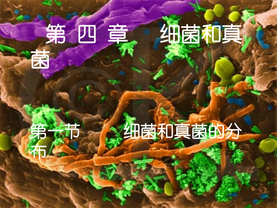 生物：第5单元第4章第1节细菌和真菌的分布课件(人教版八年级上)_第3页