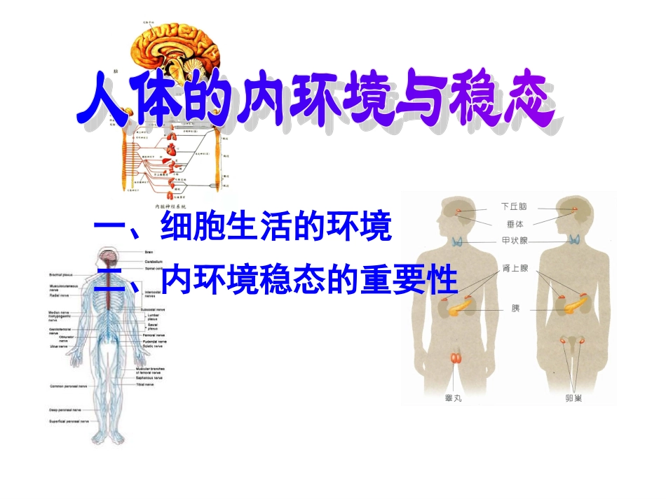 生物-第一章复习-人的内环境与稳态_第1页