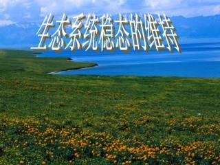 生态系统稳态的维持