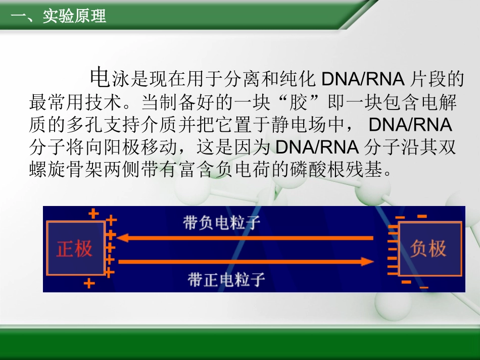 琼脂糖凝胶电泳_第2页