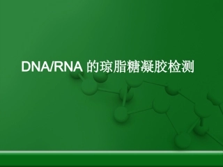 琼脂糖凝胶电泳