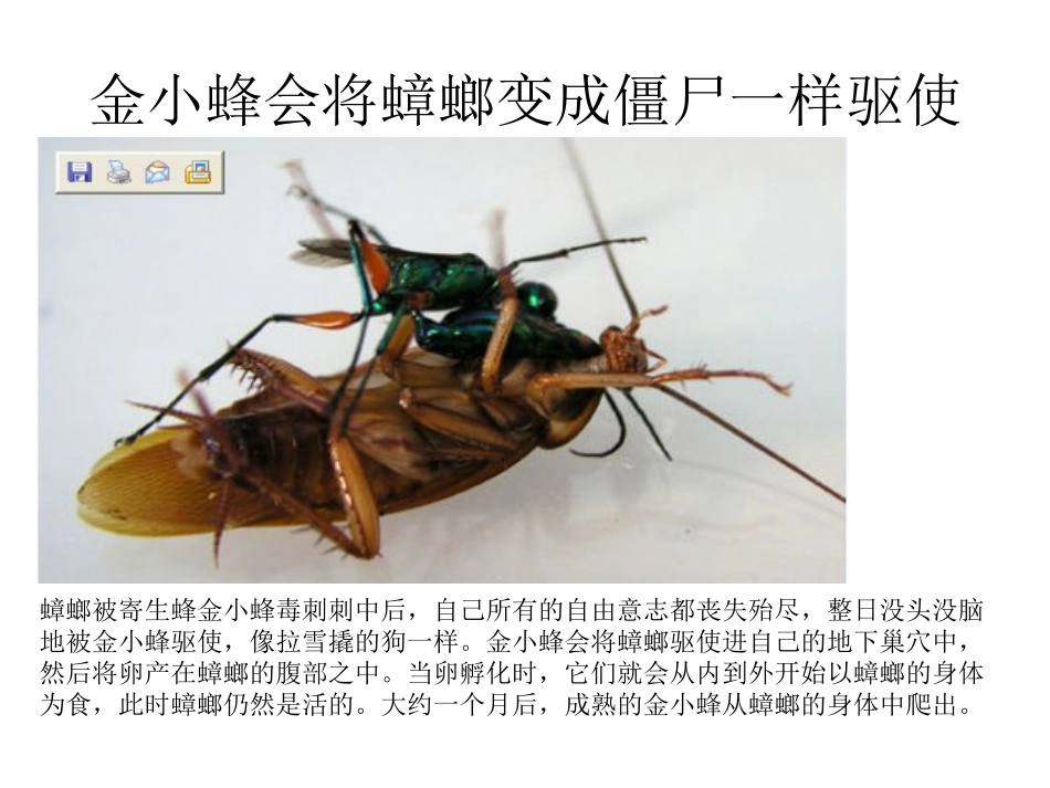 现实世界十大恐怖僵尸现象寄生虫可控人大脑_第3页
