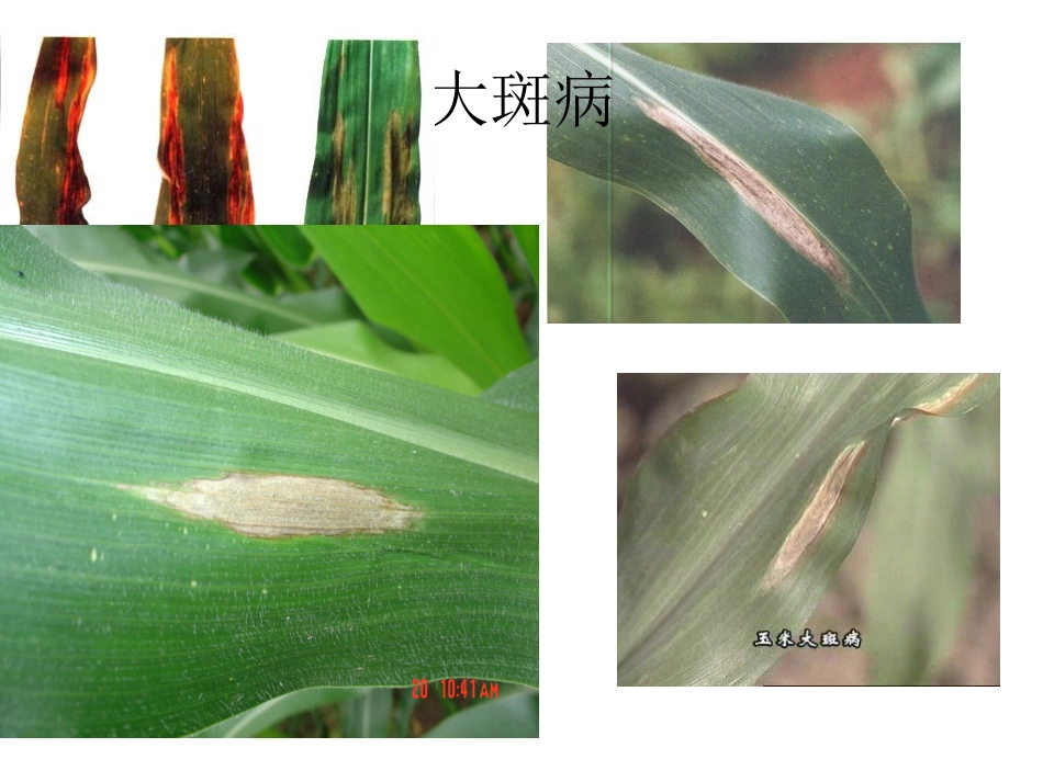 玉米病害图片_第1页