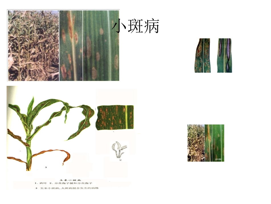 玉米病害图片_第2页