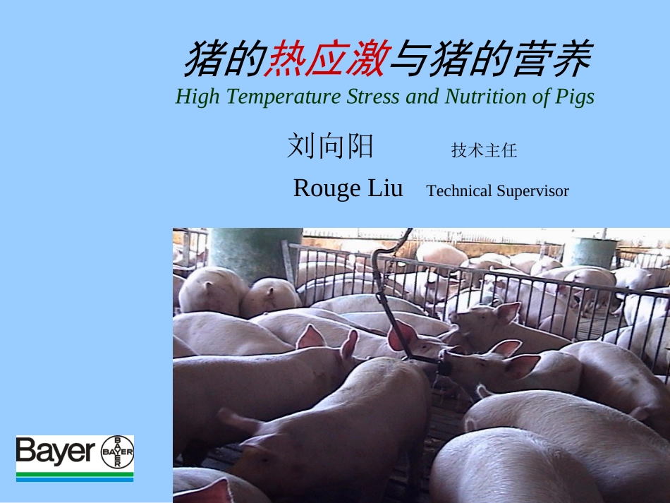 猪的高温应激及营养措施_第1页