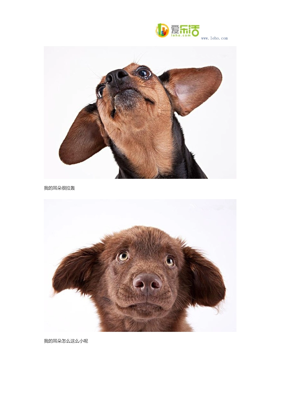 犬结核病的症状_第2页