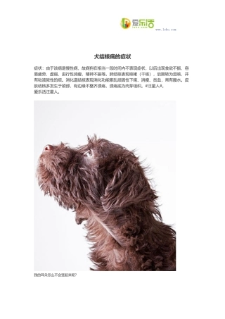犬结核病的症状