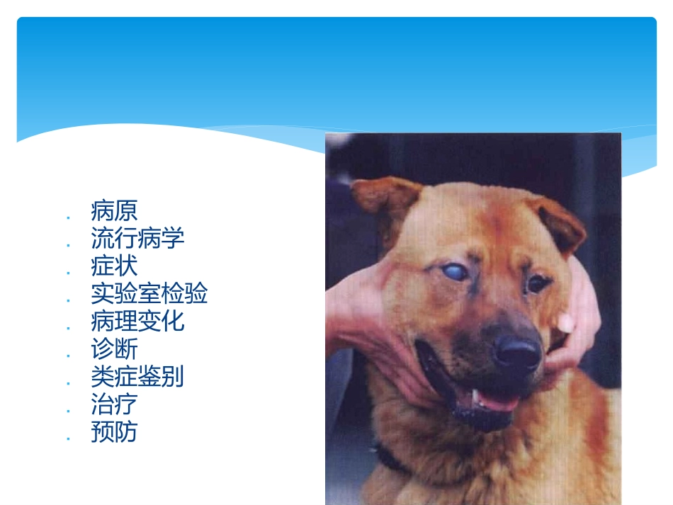 犬传染性肝炎_第3页