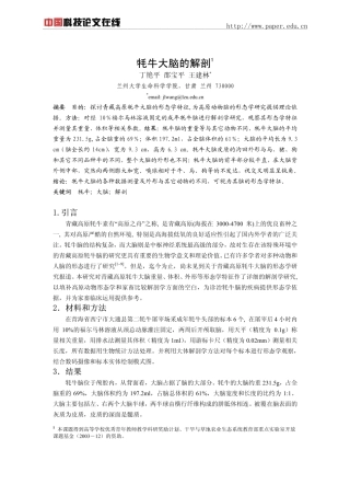 牦牛大脑的解剖