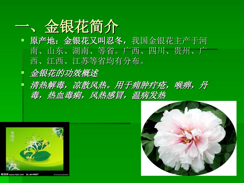 牡丹的药用价值-(1)_第3页