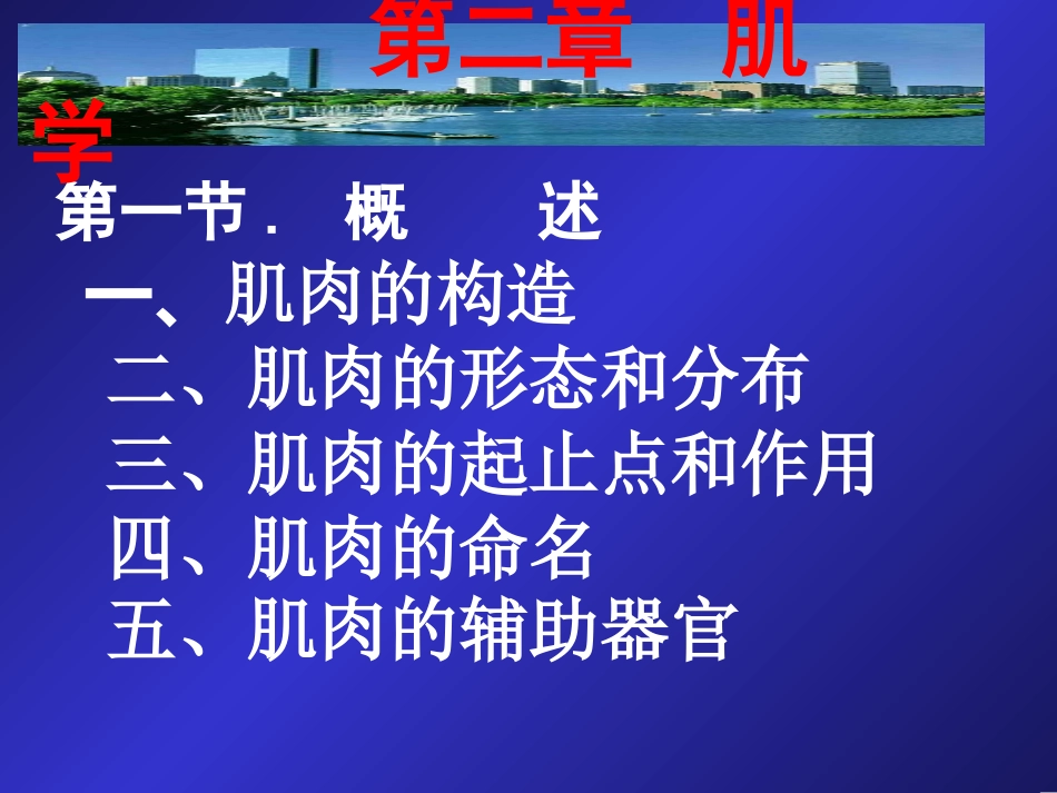 牛的前肢肌05_第1页