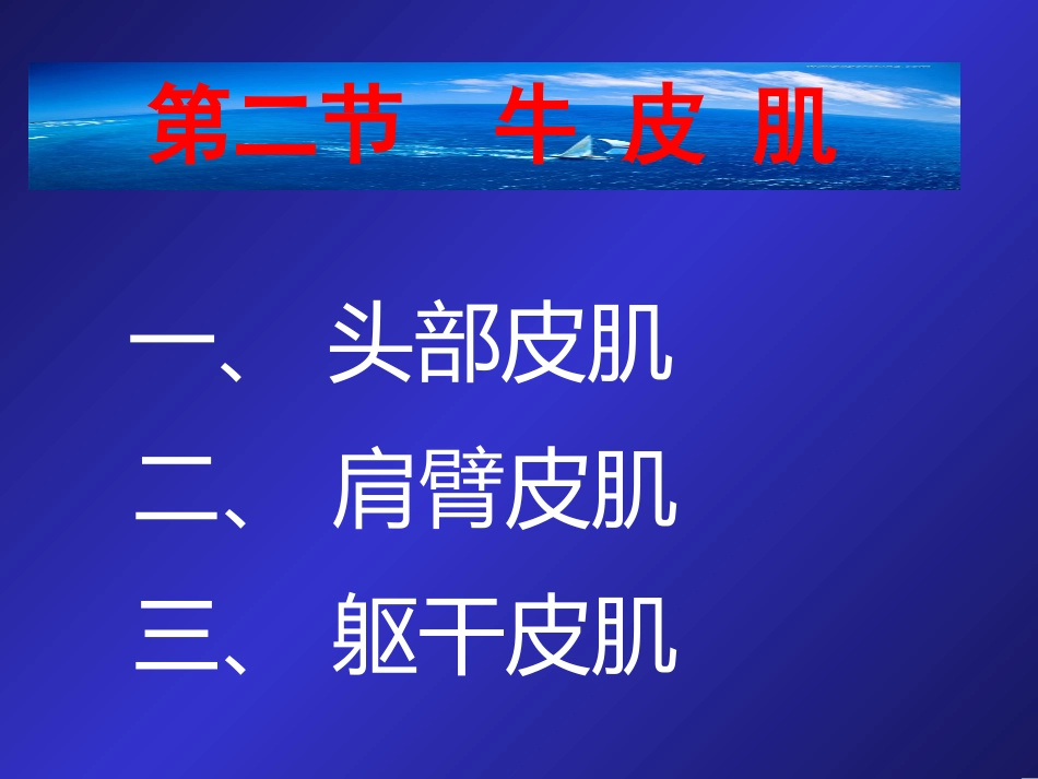 牛的前肢肌05_第3页