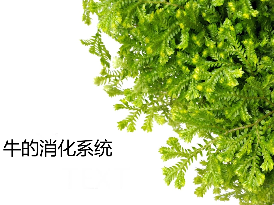 牛的消化系统_第1页