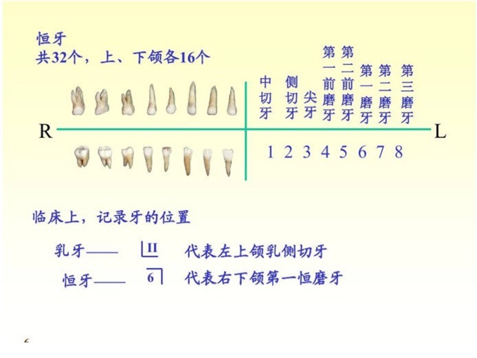 牙齿健康知识_第3页