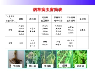 烟草病虫害防治标